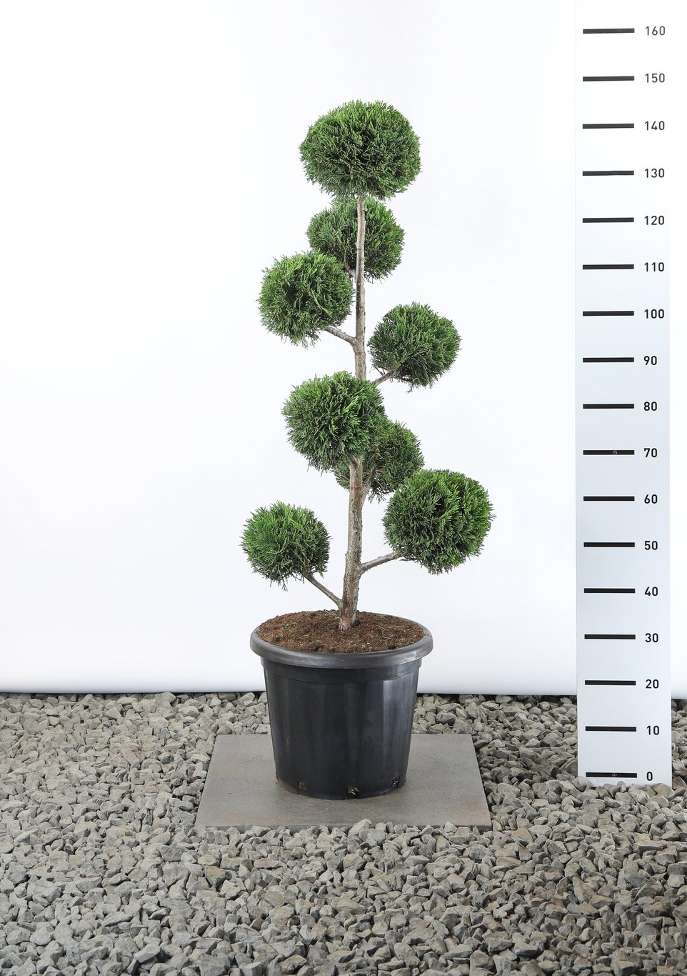 Cupressocyparis leylandii - 80-100 CM PonPon EXTRA in Cont.